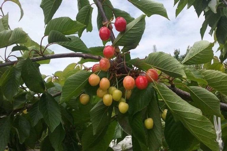 Photo of property in 1 Avenue Road, Greenmeadows, Napier, 4112