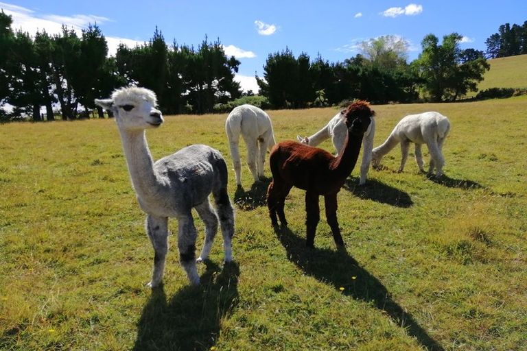 Photo of property in 330 Catherwoods Road, Cust, Rangiora, 7471