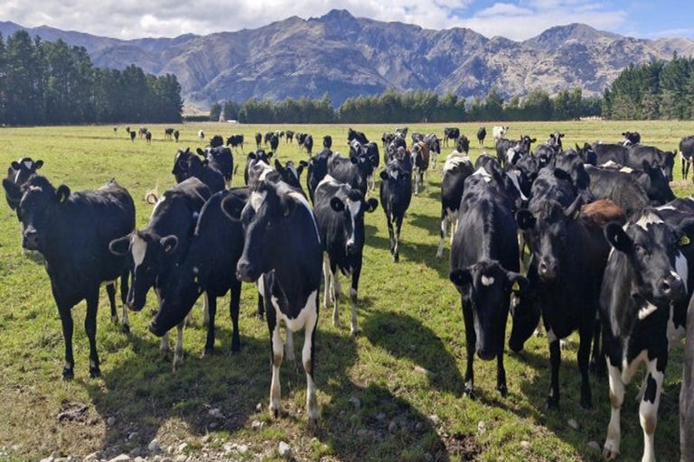 Photo of property in 481 Camp Hill Road, Hawea Flat, Wanaka, 9382