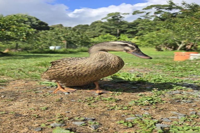 Photo of property in 656 Takahue Road, Takahue, Kaitaia, 0481