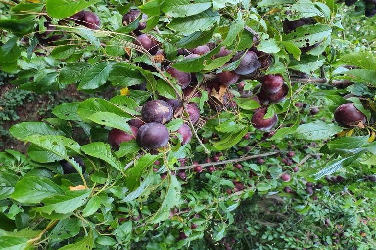 Photo of property in 345 Bedford Road, Te Kowhai, Hamilton, 3288