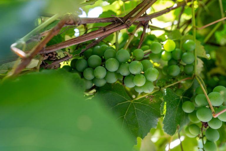 Photo of property in 13 Arapuni Road, Arapuni, Putaruru, 3415