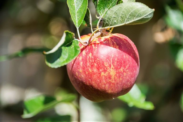 Photo of property in 8 Mabel Street, Levin, 5510