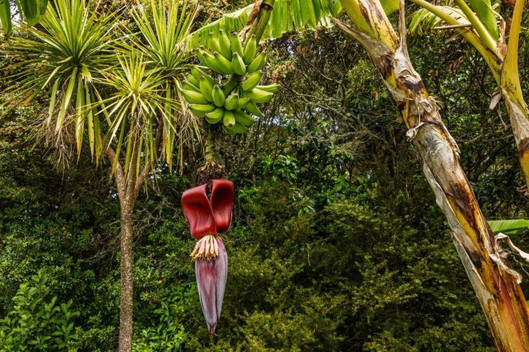 Photo of property in 409 Puketotara Road, Waipapa, Kerikeri, 0295