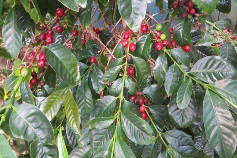 Photo of property in 40 Leafield Crescent, Henderson, Auckland, 0612