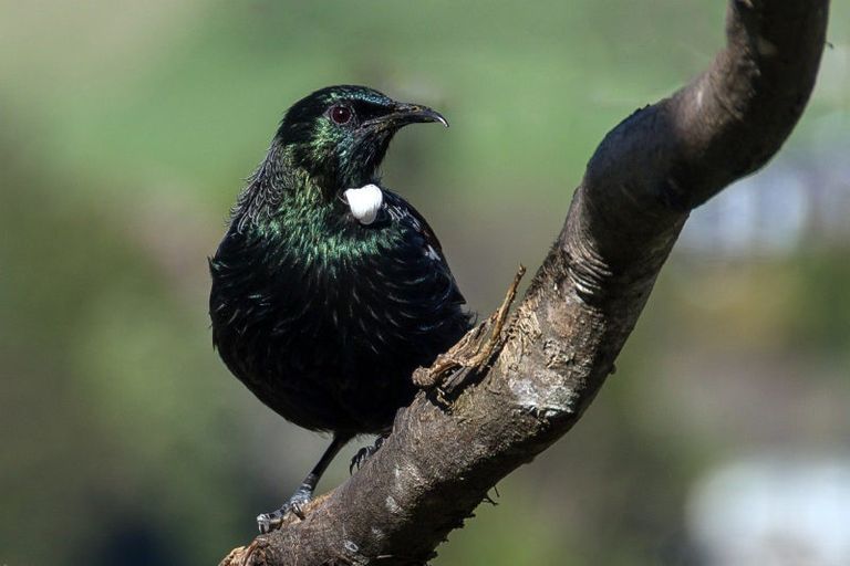 Photo of property in 22 Wychwood Crescent, Springfield, Rotorua, 3015