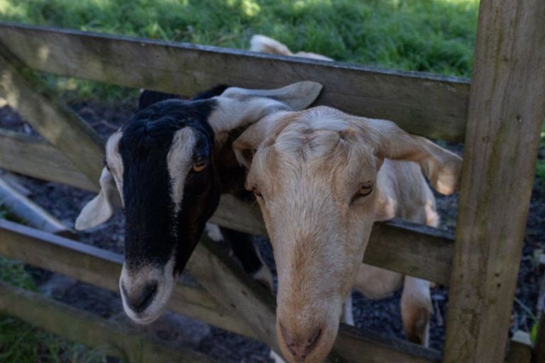 Photo of property in 719 Waikare Road, Karetu, Kawakawa, 0283