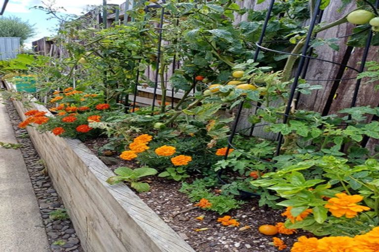 Photo of property in 170a Boucher Avenue, Te Puke, 3119