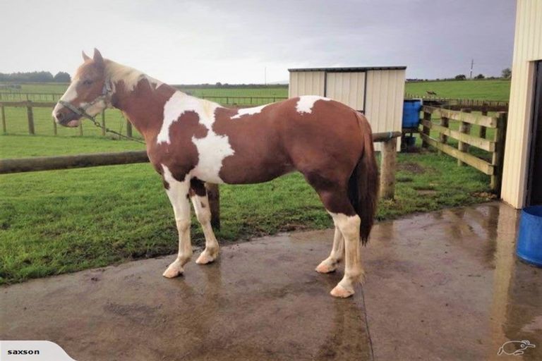 Photo of property in 315 Mercer Ferry Road, Mercer, Tuakau, 2696