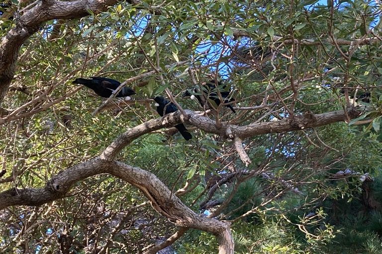 Photo of property in 31 Scarborough Terrace, Mount Victoria, Wellington, 6011