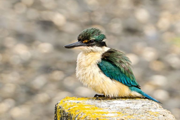 Photo of property in 46 Bayview Crescent, Duvauchelle, 7581