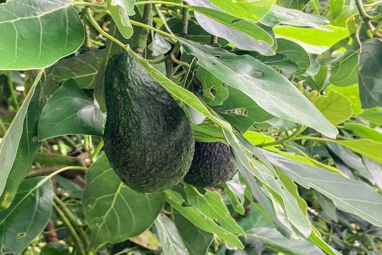 Photo of property in 244a Lindemann Road, Tahawai, Katikati, 3170