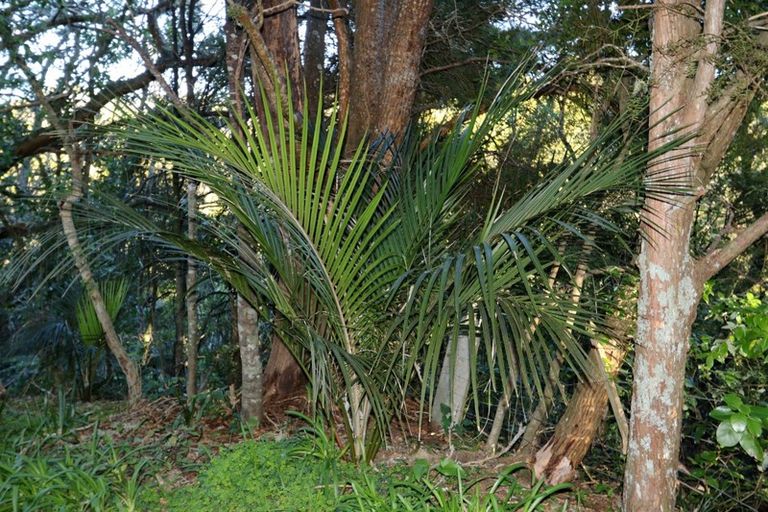 Photo of property in 1170 Cove Road, Langs Beach, Waipu, 0582