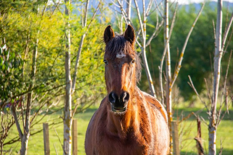 Photo of property in 29 Jordan Road, Waingawa, Carterton, 5791