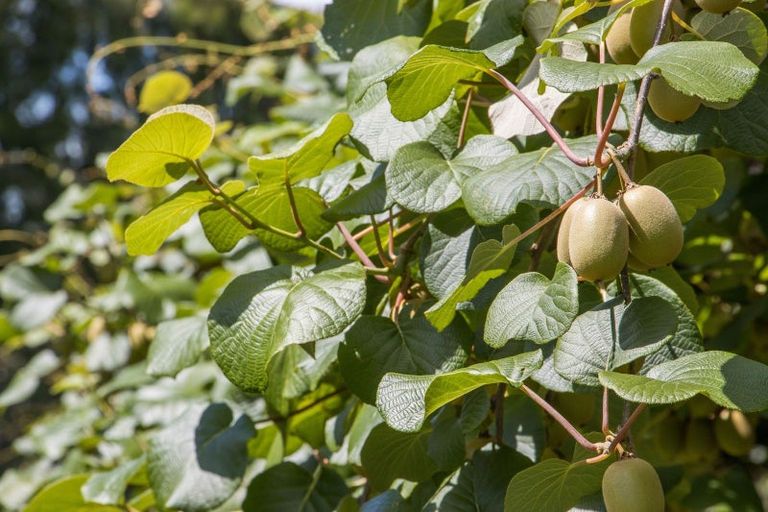 Photo of property in 231 Walford Road, Aongatete, Katikati, 3181