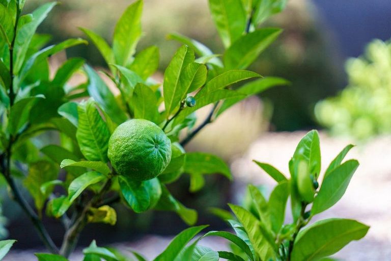 Photo of property in 39 Speranza Avenue, Otaki, 5512