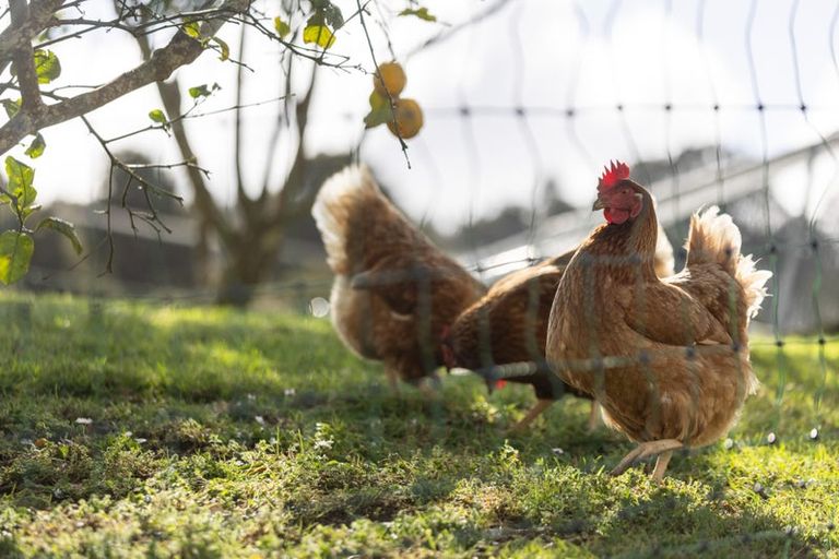 Photo of property in 269 Tomarata Valley Road, Wellsford, 0974