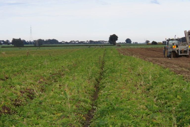 Photo of property in 50 Mabel Grove Bush Road West, Mabel Bush, Invercargill, 9872