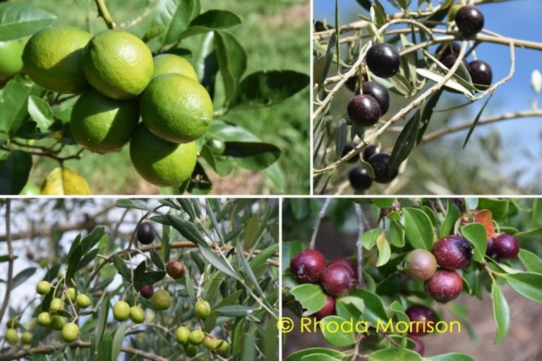 Photo of property in 257 Metcalfe Road, Matakohe, 0593