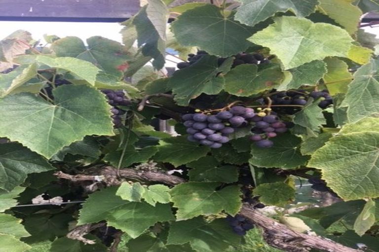 Photo of property in 57 Taupo Road, Taumarunui, 3920