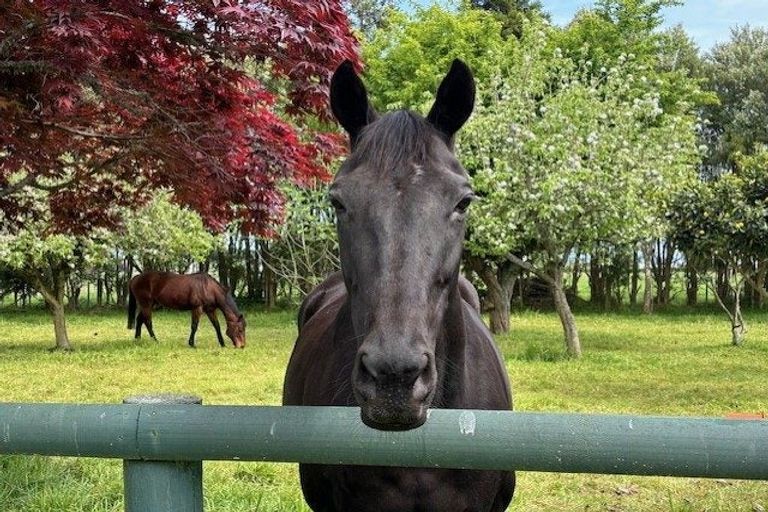 Photo of property in 249 Tararua Road, Levin, 5571
