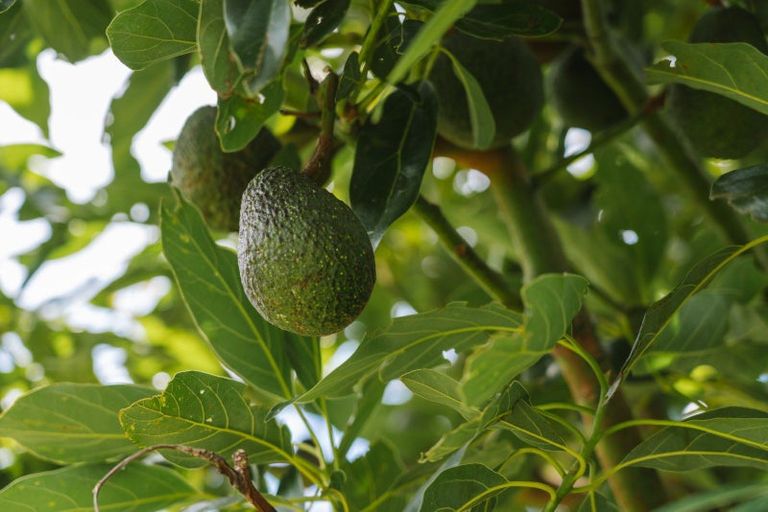 Photo of property in 259 Wainui Road South, Whakamarama, Katikati, 3181