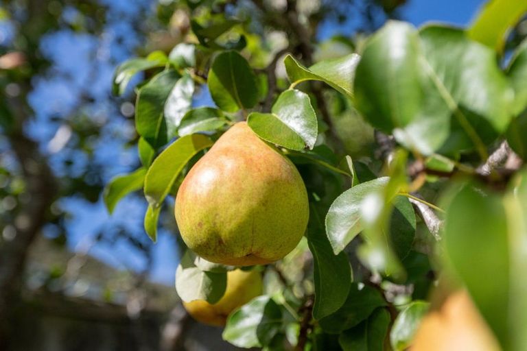 Photo of property in 5 Amelia Crescent, Waikawa, Picton, 7220