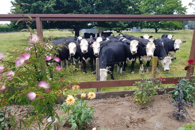 Photo of property in 144 Woodside Road, Matangi, Hamilton, 3284