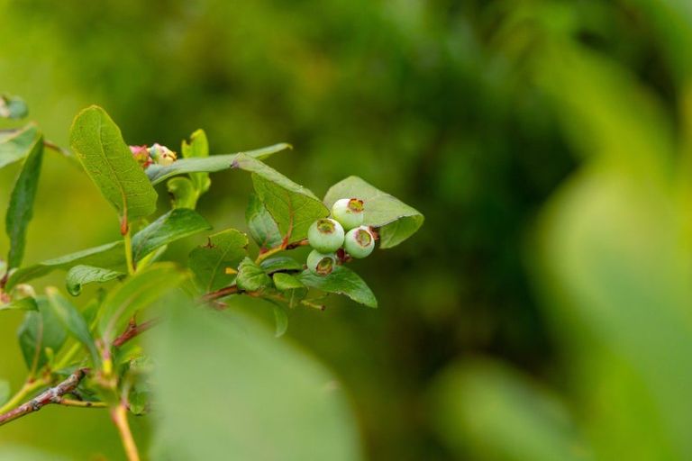 Photo of property in 16 Moana Place, Morrinsville, 3300