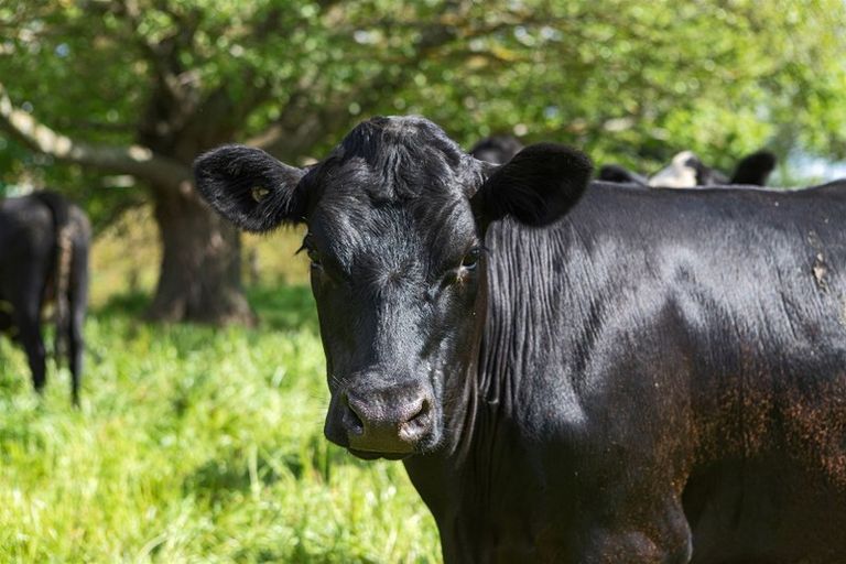 Photo of property in 1986 State Highway 26, Motumaoho, Morrinsville, 3372