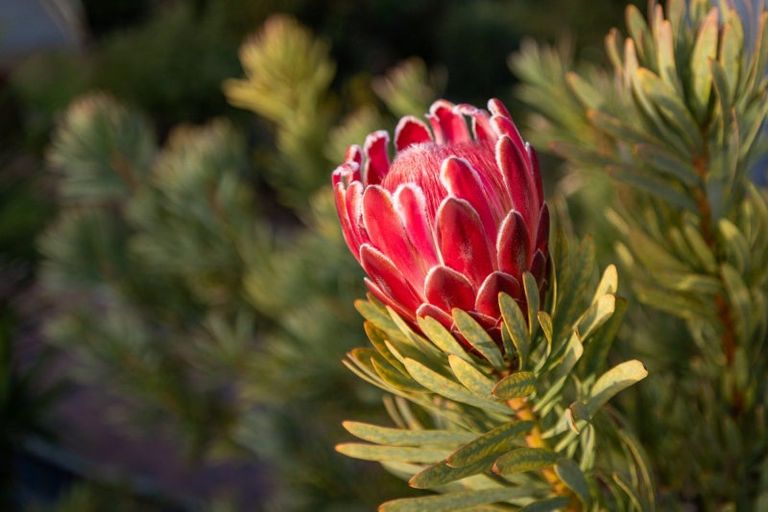 Photo of property in 28 Tuscany Place, Ohauiti, Tauranga, 3112