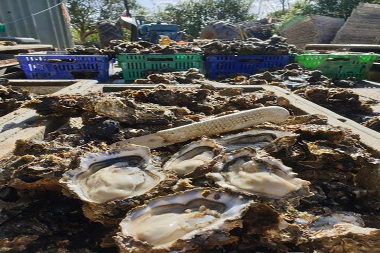 Photo of property in 1613 Manaia Road, Manaia, Coromandel, 3581