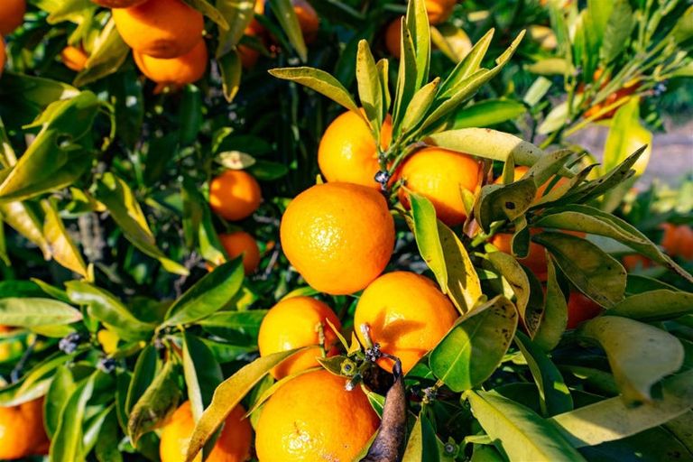 Photo of property in 52 Polstead Road, Stoke, Nelson, 7011