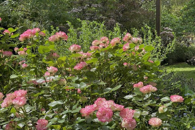 Photo of property in 669 Whitstone-five Forks Road, Five Forks, Oamaru, 9492