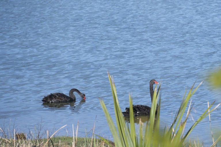 Photo of property in 1735 Queen Charlotte Drive, Linkwater, Picton, 7281