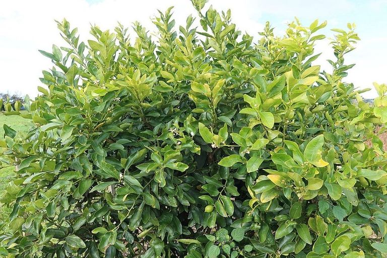 Photo of property in 72 Beach Road, Dargaville, 0310