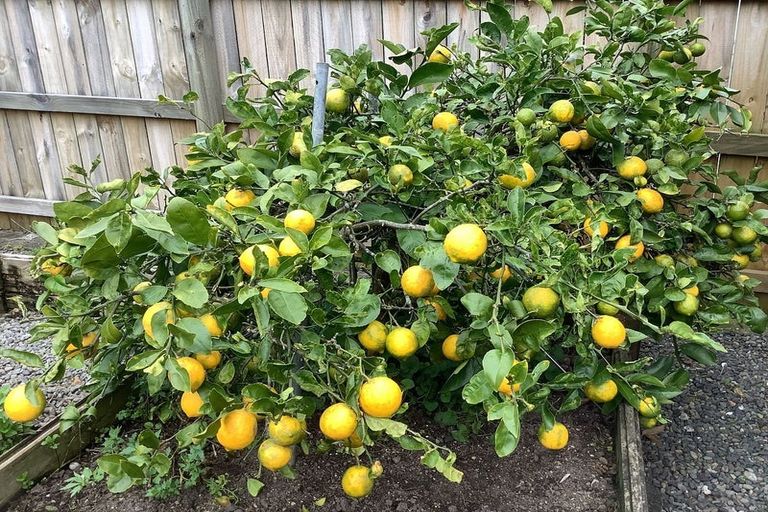 Photo of property in 23 Tamariki Avenue, Kelston, Auckland, 0602