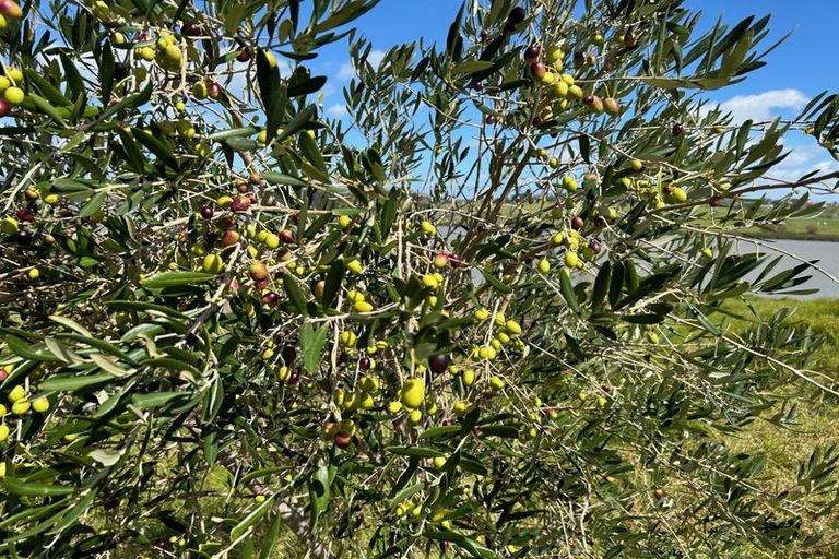 Photo of property in 228 Petley Road, Paparoa, 0571