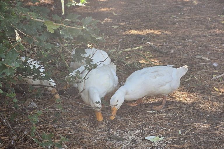 Photo of property in 107 Mcphedrons Road, Burnt Hill, Oxford, 7495