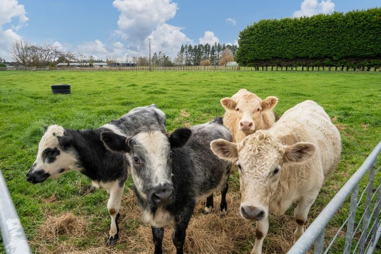 Photo of property in 261 Kaipaki Road, Ohaupo, 3881