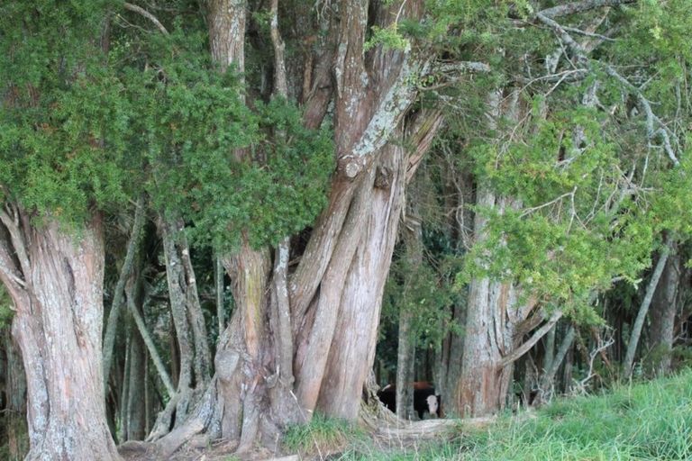 Photo of property in 16 Matai Drive, Maungaturoto, 0520