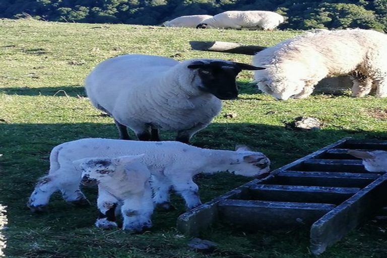 Photo of property in 76 Charnley Way, Kinloch, Taupo, 3385