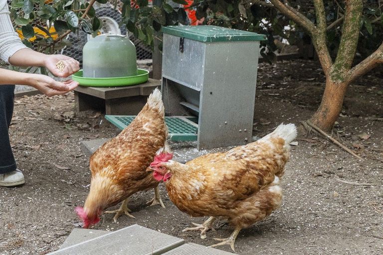 Photo of property in 241 Rea Road, Tahawai, Katikati, 3178