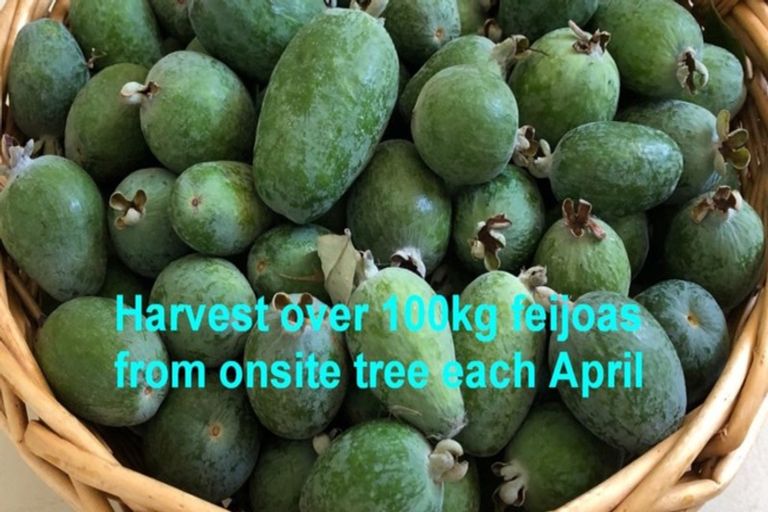 Photo of property in 36a Crane Street, Mount Maunganui, 3116