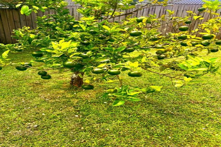 Photo of property in 1/7 Tusac Place, Totara Vale, Auckland, 0627