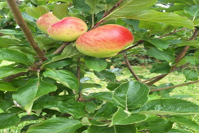 Photo of property in 695e Chester Road, West Taratahi, Carterton, 5791