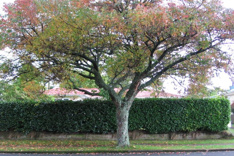 Photo of property in 114 Papanui Street, Tokoroa, 3420
