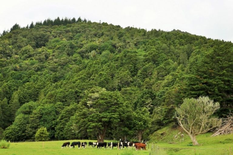 Photo of property in 1008 Tangowahine Valley Road, Tangowahine, Dargaville, 0372