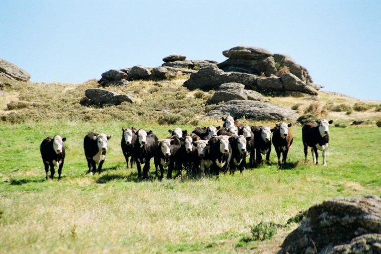 Photo of property in 196 Chapman Road, Earnscleugh, Alexandra, 9391