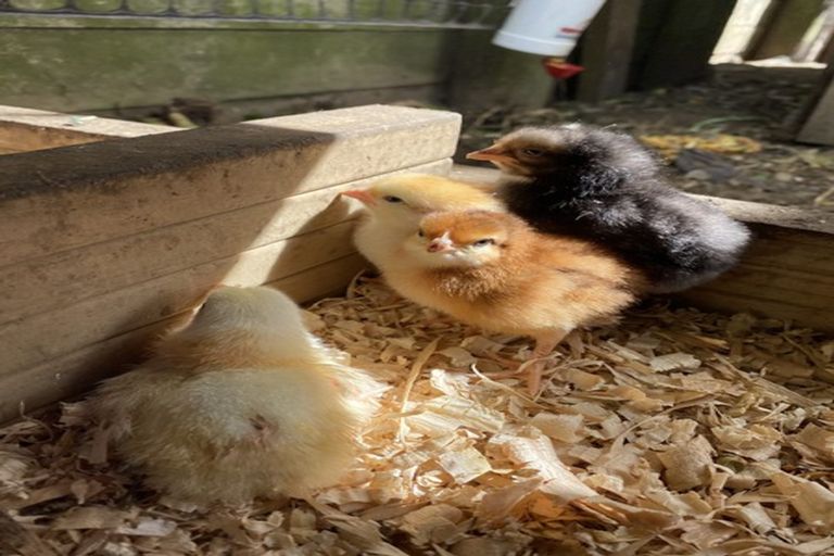 Photo of property in 18 Seymour Place, Bellevue, Tauranga, 3110